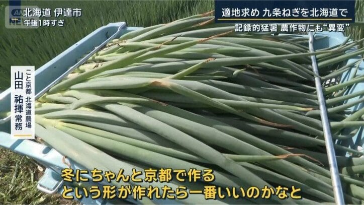 ネギ