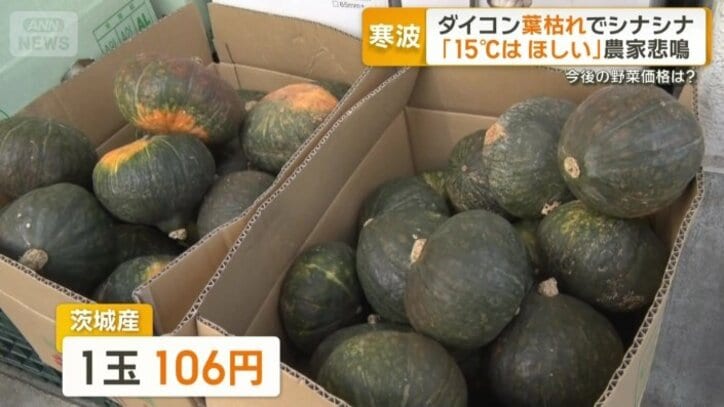 茨城産カボチャ　1玉106円