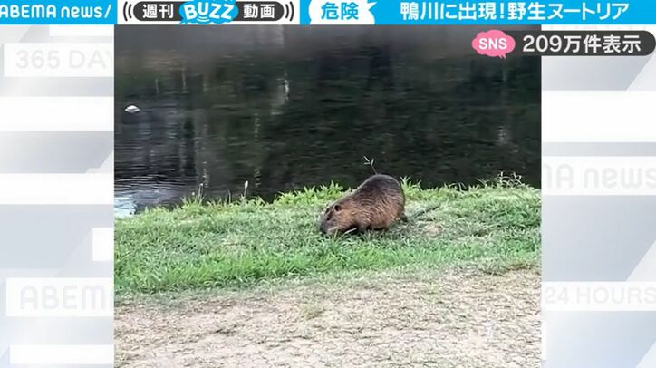 超危険！駆除対象の“特定外来生物”が突然出現 人間の指を噛みちぎる力を持つ野性の「ヌートリア」が話題に