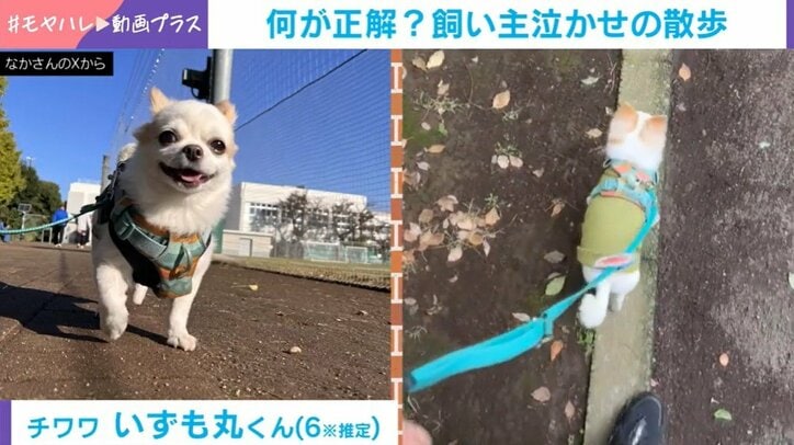 チワワのいずも丸くん