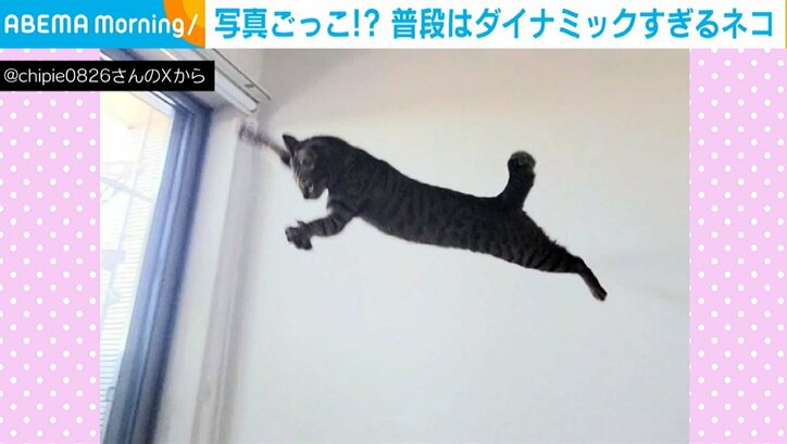 猫のおこめくん(6歳)