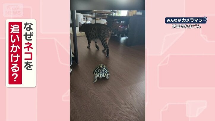 なぜネコを追いかける？