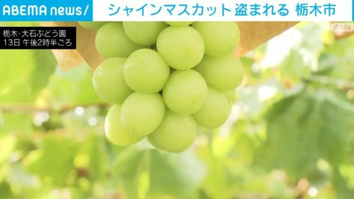 シャインマスカット