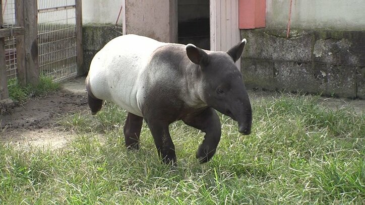 動物たちの可愛すぎる“食事タイム”に密着! ホワイトタイガーこだわりのディナーとは?