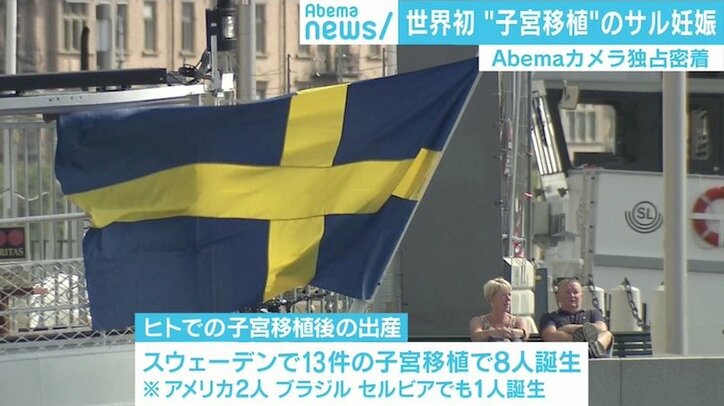 “子宮移植後”のサルで初の妊娠に成功、最新医療から見えた不妊治療の可能性と課題