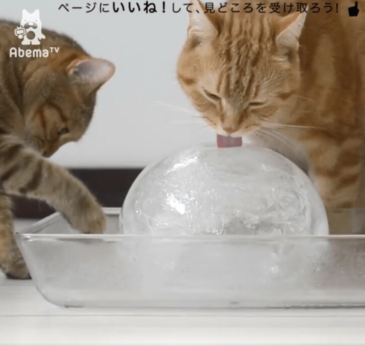 猫「残暑見舞い申し上げますにゃ」氷をぺろぺろする姿が可愛すぎる