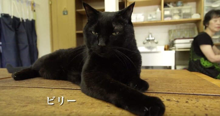 「お待ちしておりましたニャ」旅人を癒す伊豆のモフモフ猫たち