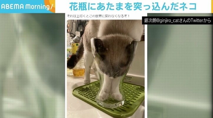 「それ以上行くとこの世界に戻れなくなるぞ！」 猫の“冒険”に手に汗にぎるコメント