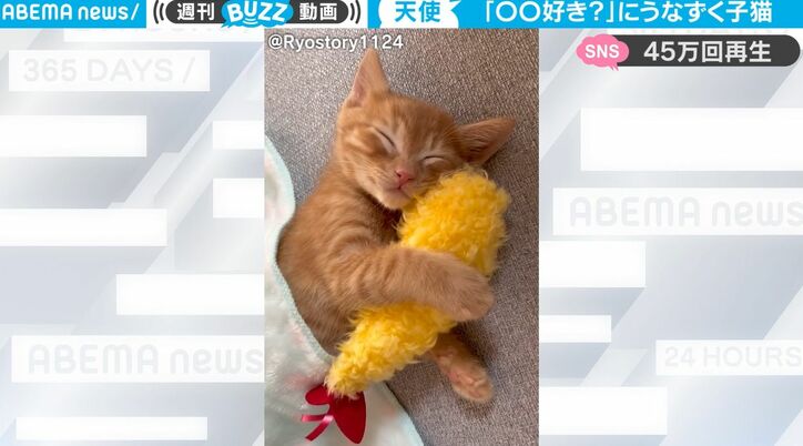 眠ってる子猫に「エビフライ好き？」って聞いたら…？ 可愛すぎる反応にキュン死 「ギューと抱きしめたくなる！」