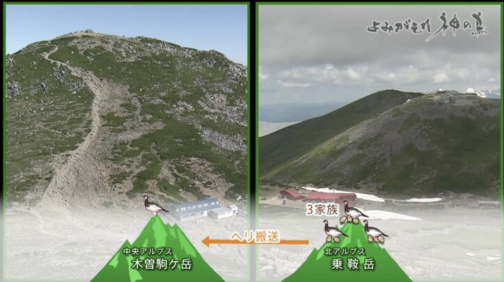 人を恐れない“神の鳥”をどう守り抜く？ ニホンライチョウ「復活作戦」が始動！