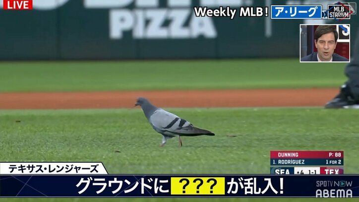 グラウンド内に“10人目の野手”？MLBの試合中にハトが乱入も試合はそのまま続行の珍事「かまわず続行！？」「ハトスルー」とファンびっくり