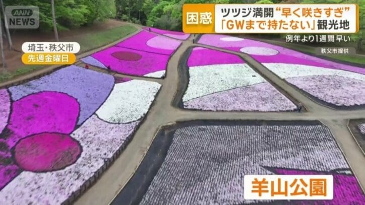 柴桜で有名な埼玉県秩父市の羊山公園