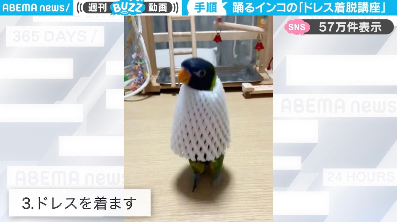 ♯Hzi01NJインコストラップ全9種ntc.Puffペット小鳥オカメボタン