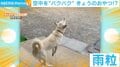 空を見上げながら口を“パクパク”させている無邪気なワンコ、一体何をしているの？