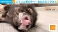 「たまらんブー...zzZ」ブタのヘッドマッサージ器で“こてっ”と倒れる寝落ち姿に飼い主「天真爛漫な性格」