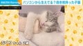 パソコンの隙間から“抱き枕持った子猫” 愛くるしい姿に飼い主「仕事に集中するのが大変」