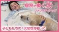 手術室の前まで一緒に…闘病中の子ども支える「ファシリティドッグ」国内にわずか数頭　なぜ普及進まない？
