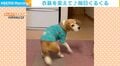 ごはん準備中に高速回転する犬 毎日クルクルする光景に飼い主心配も「目が回るのでは」