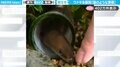 「猫のような愛嬌」スーパーで出会った“食用ウナギ”との6年間の暮らしに「こんなにも可愛いとは…！」と驚きの声