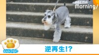 【映像】“階段嫌い”なワンコの珍行動