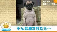 【映像】飼い主降参！ “必死のアピール”をする犬