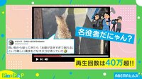 飼い主が買い物から帰ると…猫が“迫真の演技”を披露 