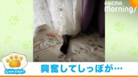 【映像】上機嫌な猫がしっぽを“ブンブン” カーテンからチラ見えする姿が話題