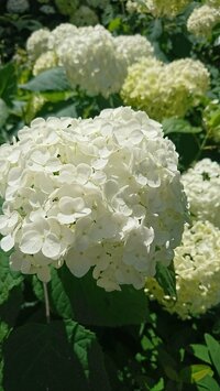 細川直美『こんばんは』