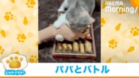 【映像】おやつを「絶対に取らせない」猫