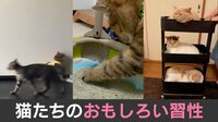 猫たちのおもしろい習性