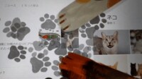 【映像】Googleで「猫」を検索すると”無限肉球スタンプ”の遊び心