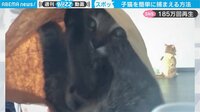 【映像】子猫を一瞬で捕獲する驚きの方法