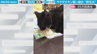【映像】一瞬にして野生化した黒猫の変貌ぶり