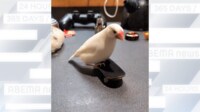 【映像】乗る 踊る ぶちギレるスケボー文鳥 さえずりも“戦闘ゲーム音”でクール