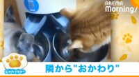 【映像】隣の皿から問答無用で“おかわり”をゲットする猫