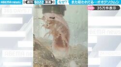 UFOに連れ去られる！？水槽のポンプに吸われてしまうオオグソクムシの姿に「可愛すぎる！」「何回見てもおもろいw」と大反響