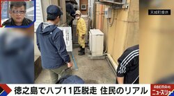 徳之島、猛毒ハブが11匹脱走も住民は平然「共存してます」「都会のクマに比べればかわいいもの」