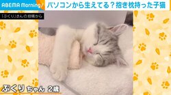パソコンの隙間から“抱き枕持った子猫” 愛くるしい姿に飼い主「仕事に集中するのが大変」