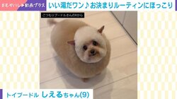 「とけてる!?」トイプードルのまるで人間のような入浴姿が話題「気持ちよさそう」「虚無ってるお顔がたまらん」