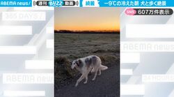 マイナス9度の冷えた朝、絶景をバックに凛々しく歩くロシア原産の大型犬、すべてが相まった美しすぎる光景が話題に