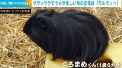 「ウィッグにしか見えない!!」サラサラストレートの“モルモット”に反響
