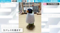 「最高にかわいい」インコがフルーツキャップ着用の儀式→“縦ノリダンス”→脱ぎ捨てるまでの様子に「準備運動が最高！」「一緒に踊りたい！」と話題沸騰