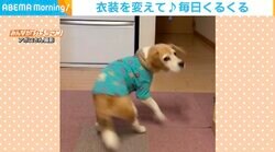 ごはん準備中に高速回転する犬 毎日クルクルする光景に飼い主心配も「目が回るのでは」
