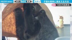 逃げ回る子猫を“瞬時”に捕獲する驚きの方法が「秒殺猫ホイホイ」「手っ取り早いにも程がある」と話題