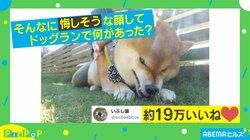 何があった？ドッグランで見せた犬の表情にTwitter民驚愕「いい顔すぎるw」「くやしいです！！」