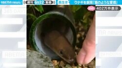「猫のような愛嬌」スーパーで出会った“食用ウナギ”との6年間の暮らしに「こんなにも可愛いとは…！」と驚きの声
