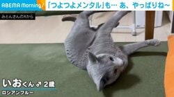 “つよつよメンタル”の猫 ソファの端ギリギリで遊び続けた“結末”に「元気な子だｗ」「かわよ」と反響