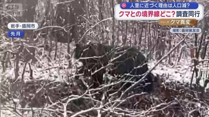 雪が舞う中地面を掘る大きなクマ