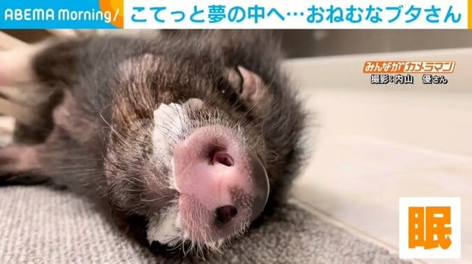 「たまらんブー...zzZ」ブタのヘッドマッサージ器で“こてっ”と倒れる寝落ち姿に飼い主「天真爛漫な性格」 1枚目