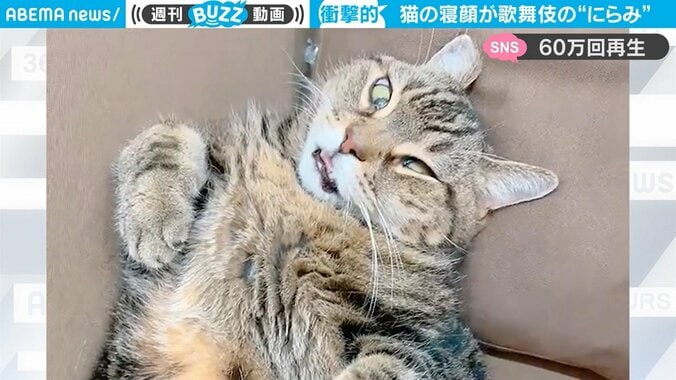 猫の衝撃寝顔に「やばい顔で寝てたので怖くなった…」飼い主困惑 まるで歌舞伎の“にらみ”のようと話題 1枚目
